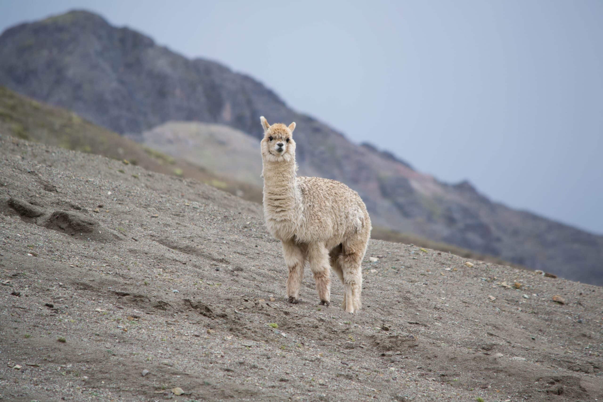 Crypto Firm Llama Closes $6M Funding Round Led by Peter Thiel’s Founders Fund