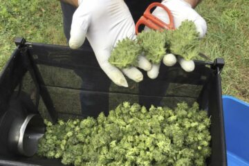 Gjorde udgave 2, lovligt marihuanapas i Ohio: Valgresultater i Ohio - Medical Marihuana Program Connection