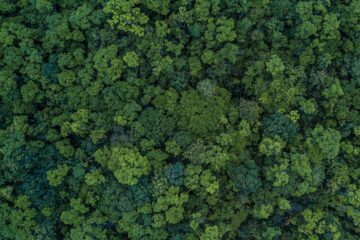 Olika skogar har en enorm kolpotential, så länge vi minskar utsläppen | Envirotec
