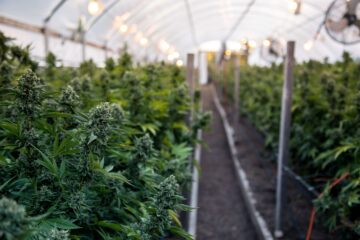 Feds Tell Farmers To Grow Hemp or Weed, But Not Both | High Times