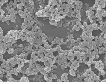 Green tea-silver nanoparticles: A promising weapon against superbugs