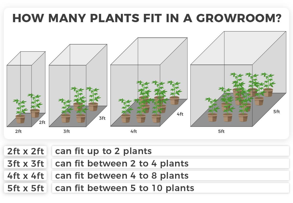 Plant amount various sizes grow room