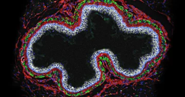 En el 'segundo cerebro' del intestino surgen agentes clave para la salud | Revista Quanta