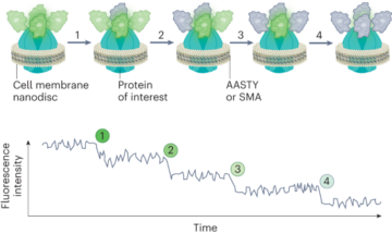 Lightly counting membrane proteins in native nanodiscs - Nature Nanotechnology