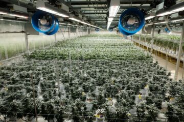 Marijuana Legalization Would Add $260 Million to Ohio Economy, Study Predicts | Ohio News | Cleveland - Medical Marijuana Program Connection