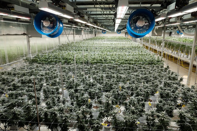 BUCKEYE LAKE, Ohio — AUGUST 17: Marijuana plants in a flowering room where the artificial sunlight is adjusted to stimulate growth of the flowers, August 17, 2023, at PharmaCann, Inc.’s cultivation and processing facility in Buckeye Lake, Ohio. - Photo by Graham Stokes for Ohio Capital Journal