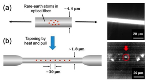 Nanotechnology Now - Press Release: Optical-fiber based single-photon light source at room temperature for next-generation quantum processing: Ytterbium-doped optical fibers are expected to pave the way for cost-effective quantum technologies