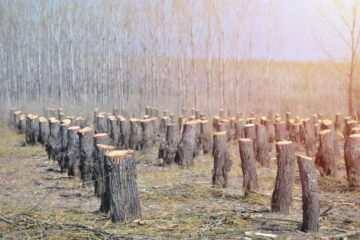 Permutable AI 对森林砍伐最佳和最差做法的公司进行排名