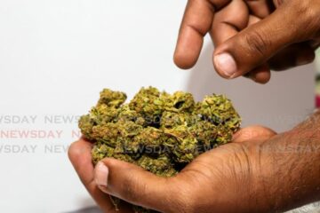 Police seize $3.5 million in marijuana in Point Fortin - Medical Marijuana Program Connection
