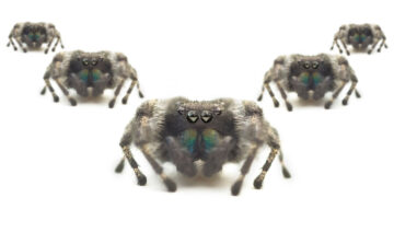 האקרים של קזינו עכביש מפוזרים מתחמקים ממעצר לעין