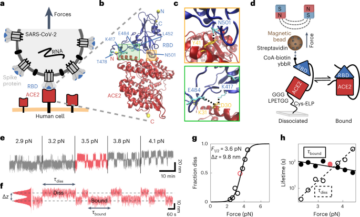 A SARS-CoV-2–ACE2 interfész egymolekulájú erőstabilitása a kérdéses változatokban - Nature Nanotechnology