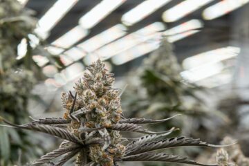 Gallup-Umfrage zeigt, dass die Unterstützung für die Legalisierung von Marihuana ein Rekordhoch von 70 Prozent erreicht, darunter eine starke Mehrheit der Republikaner