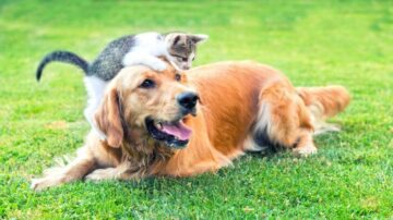 Десяте дослідження демонструє хороше здоров’я собак-веганів
