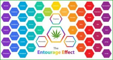 A soma das partes é maior que o THC sozinho - o efeito Entourage se mostra mais eficaz do que apenas o THC, afirma novo estudo