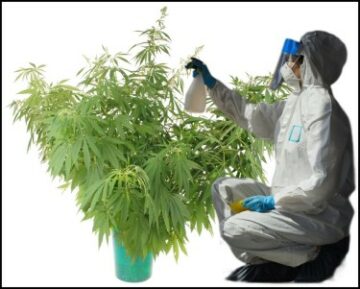 Kolikšen odstotek legalno prodane medicinske marihuane je pozitivnih testov na pesticide, plesen ali kvas? A. 75 % B. 50 % C. 25 % D. 0 %