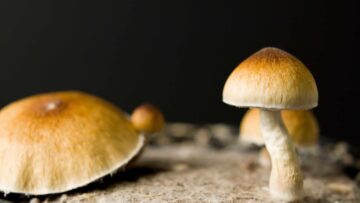 Wisconsin Lawmakers Push To Improve Veterans’ Access to Magic Mushrooms | High Times