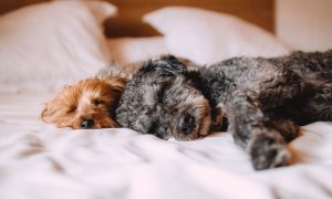Kvinner som deler sengen sin med en hund, får den beste søvnen