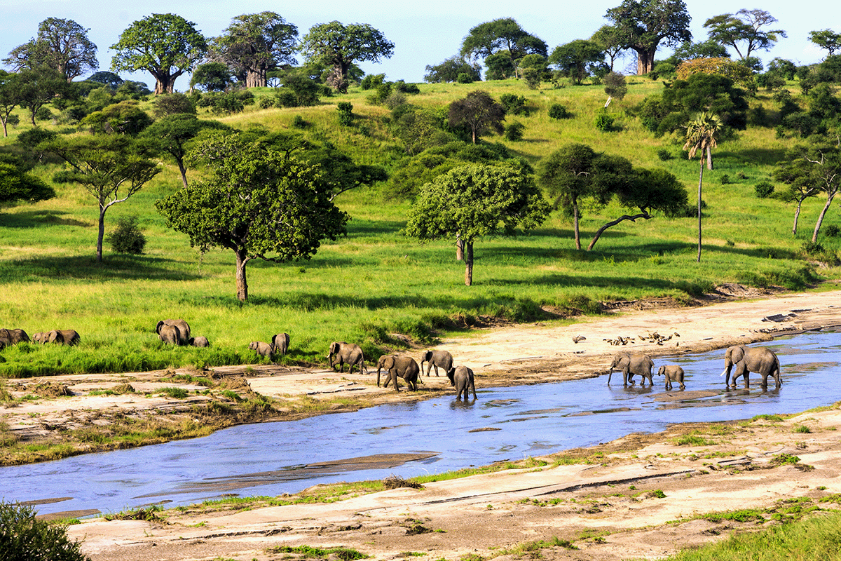 Decoding COP28_ a global odyssey for environmental solutions_Elephants crossing a river in Serengeti National Park, Tanzania_visual 7 (1)