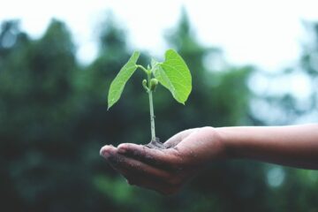 Cómo vivir de forma sostenible: tres formas de ayudar al medio ambiente ahora mismo