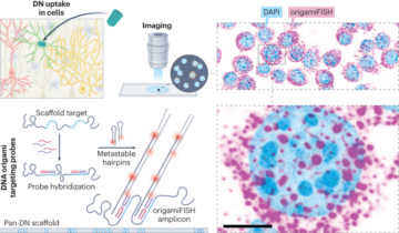 Imágenes de origami de ADN mediante hibridación fluorescente in situ - Nature Nanotechnology