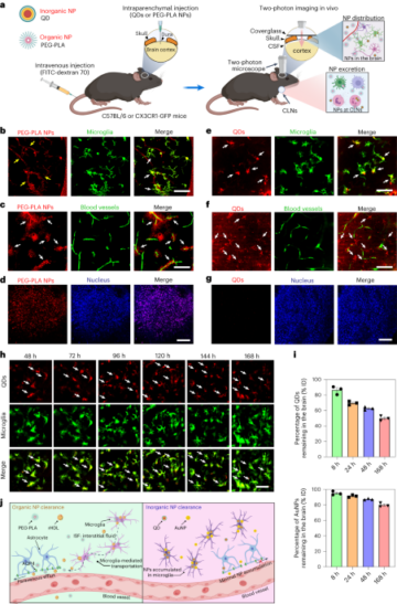 Intracerebral fate of organic and inorganic nanoparticles is dependent on microglial extracellular vesicle function - Nature Nanotechnology