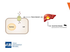 Nanotechnology Now - Press Release: VUB team develops breakthrough nanobody technology against liver inflammation