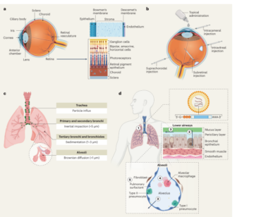 Стратегії для невірусних векторів, спрямованих на органи за межами печінки - Nature Nanotechnology