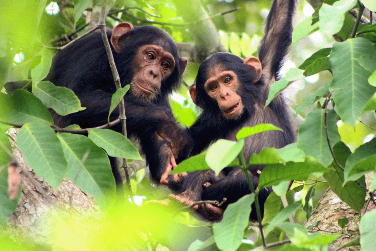 أهمية تعويض الكربون في تحقيق صافي الصفر_اثنين من شمبانزي بوليندي يجلسان على شجرة_مرئي 3
