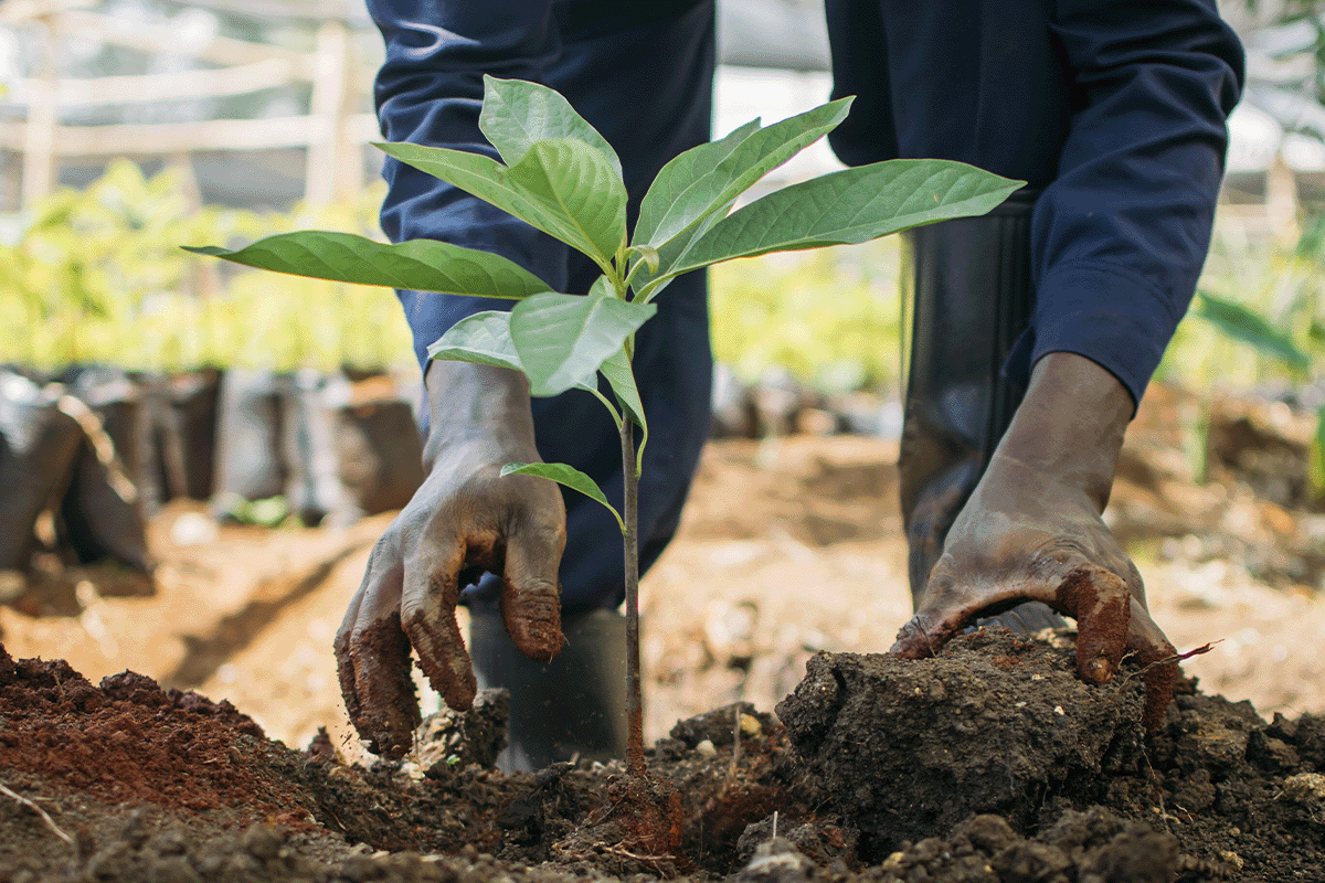 أهمية تعويض الكربون في تحقيق صافي الصفر_صورة مقربة لرجل يزرع شتلة شجرة في مشتل الأشجار_صورة 8