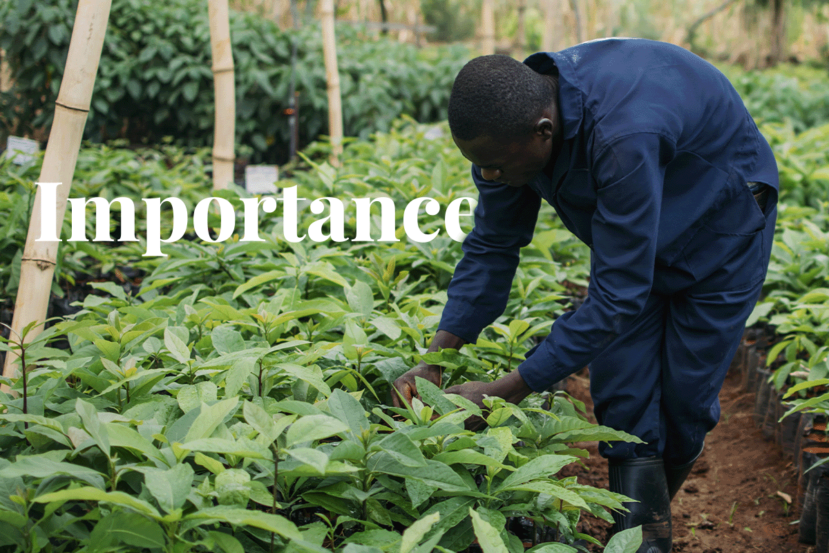 The importance of carbon offsetting in achieving net zero_A local man working in a tree nursery in Kenya_visual 1