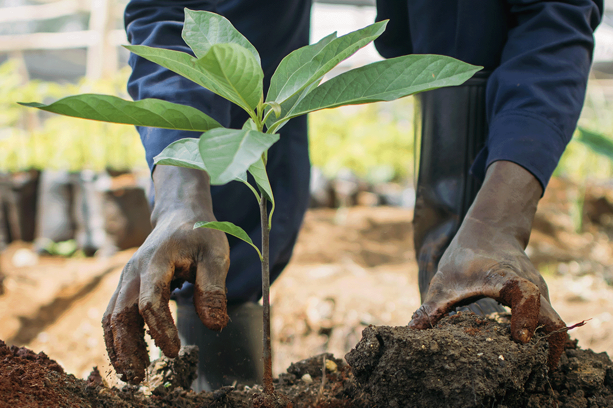 利益、人々、地球のバランスをとるト​​リプルボトムライン_木の苗木を植える男性のクローズアップ_ビジュアル 3