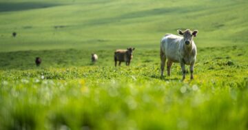 Почему регенеративное сельское хозяйство является лишь частью ответа на вопрос создания устойчивых продовольственных систем | ГринБиз