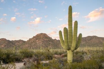 "Cactus" Ransomware slår Schneider Electric