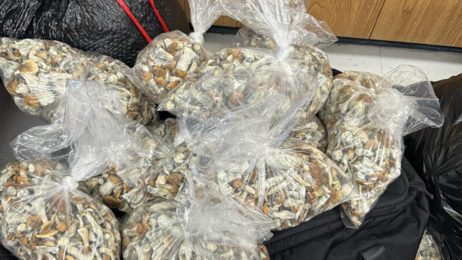 Pursuit bust turns up 120 pounds of psychedelic mushrooms, 40 pounds of marijuana