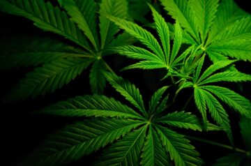 Arkansas főügyésze elutasította a Cannabis Ballot kezdeményezés címét | High Times