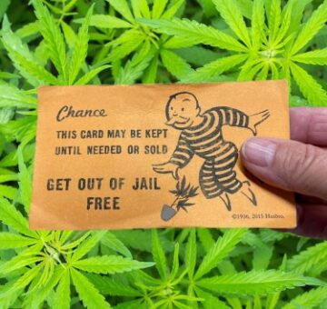 Begå mord, skyde skylden på Weed, få 100 dages samfundstjeneste - Cannabis-induceret psykose som et juridisk forsvar?