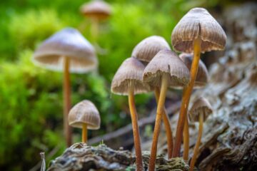GOP-Backed Bill in Indiana Would Create Fund To Study Shrooms | High Times