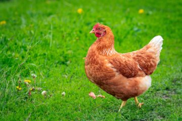 کنجاله دانه کنف برای مرغ ها توصیه برای تایید فدرال | High Times