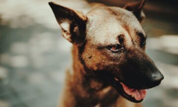 Hoe nauwkeurig zijn drugssnuivende honden?
