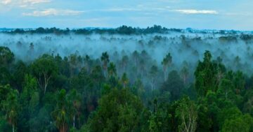 Kako (in zakaj) razviti verodostojno politiko krčenja gozdov leta 2024 | GreenBiz