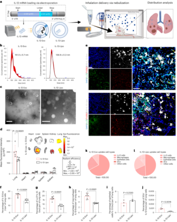 Inhalable extracellular vesicle delivery of IL-12 mRNA to treat lung cancer and promote systemic immunity - Nature Nanotechnology