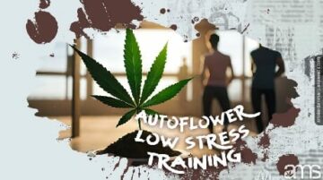 Pelatihan rendah stres pada tanaman ganja berbunga otomatis Anda