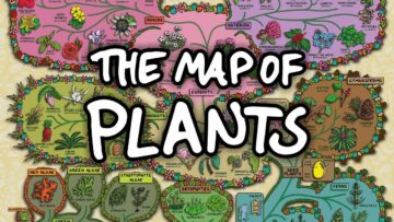 Karta över växtrelationer