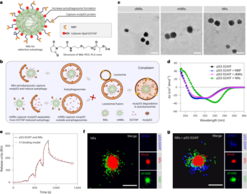 Nanoreceptorji spodbujajo razgradnjo mutantnega proteina p53 s posnemanjem selektivnih receptorjev za avtofagijo - Nature Nanotechnology