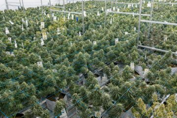 New Mexico Regulators Revoke Licenses for Two Cannabis Farms | High Times