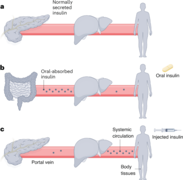 Пероральний інсулін зі зменшенням епізодів гіпоглікемії - Nature Nanotechnology