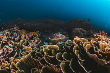 Orange Business และ Tēnaka ร่วมมือกันฟื้นฟูแนวปะการังในมาเลเซีย | IoT ตอนนี้ข่าวสารและรายงาน