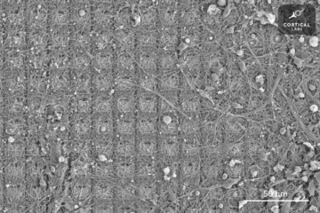Свиньи с клетками человеческого мозга и биологическими чипами: как выращенные в лаборатории гибридные формы жизни нарушают научную этику