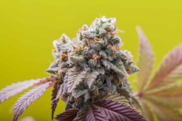 Forslag i Washington søger at hæve den lovlige cannabisalder til 25