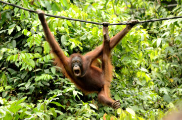 כנופיית תוכנות כופר מעניקה לגן החיות של טורונטו את העסק הקופים